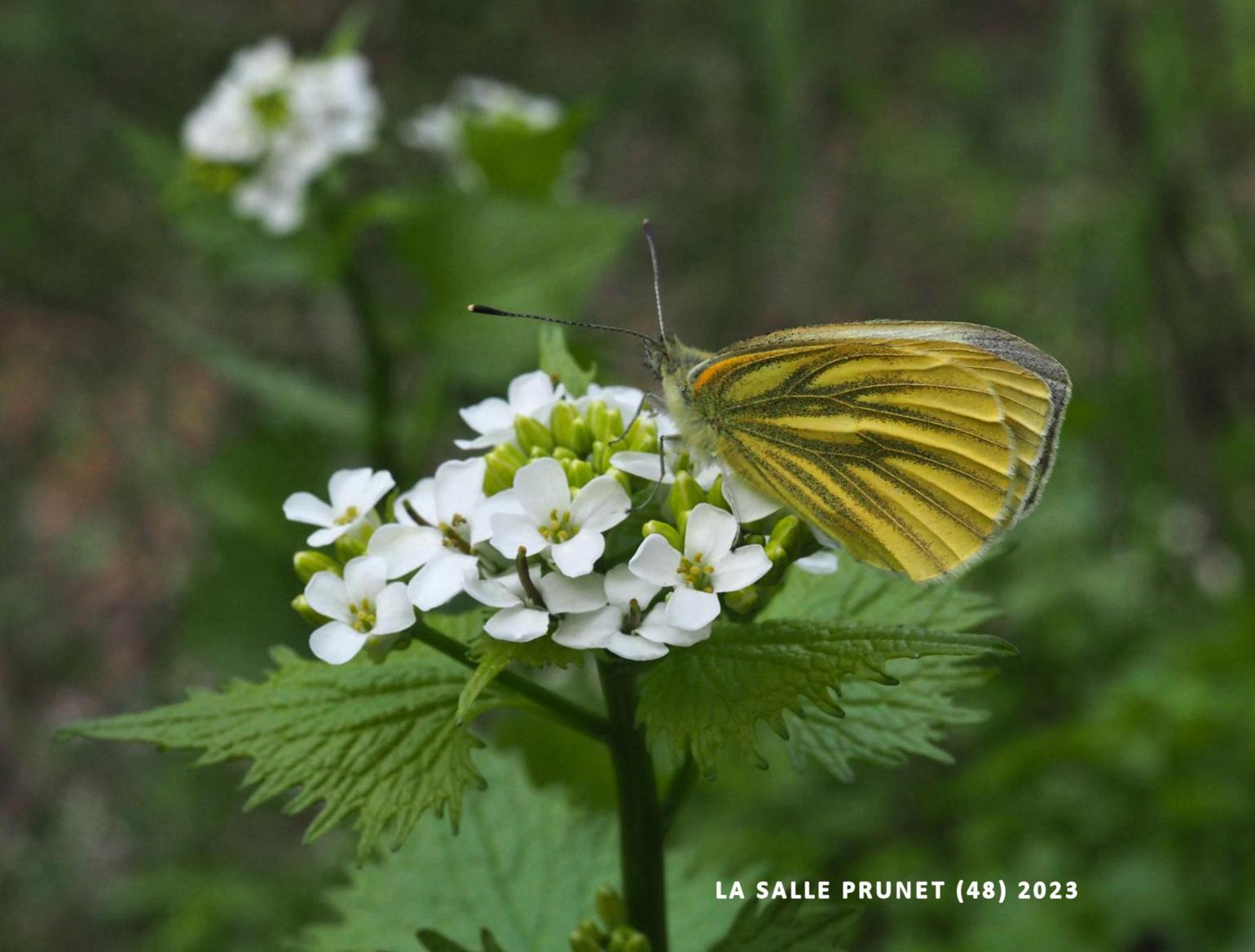 Garlic mustard